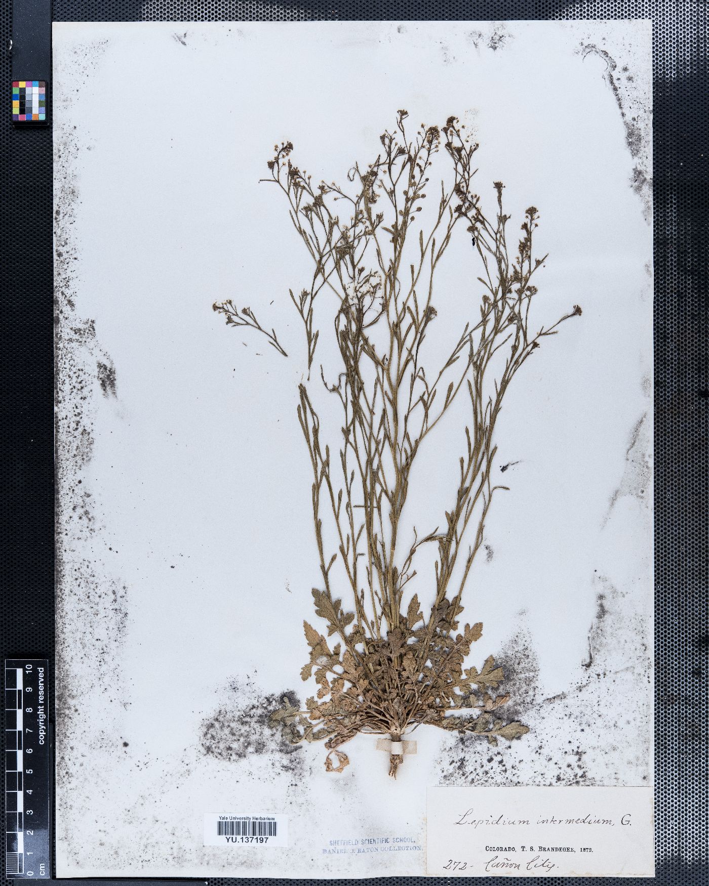 Lepidium intermedium image