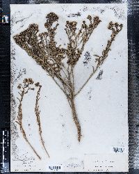 Lepidium alyssoides image