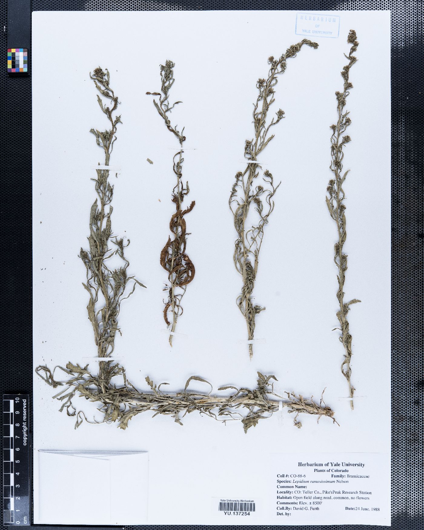 Lepidium ramosissimum image