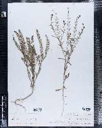 Image of Lepidium armoracia