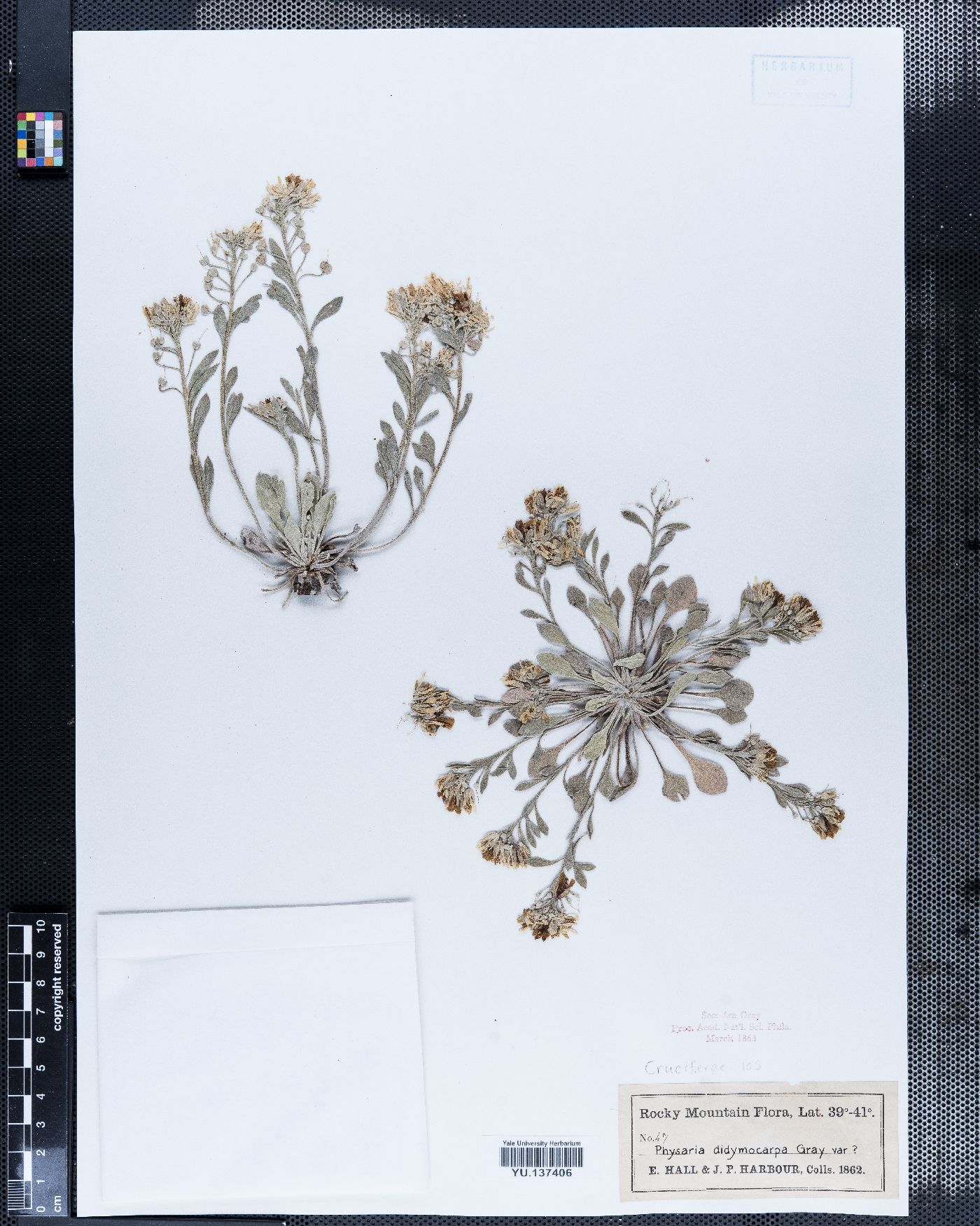 Physaria didymocarpa image