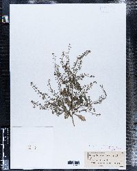 Nasturtium obtusum image