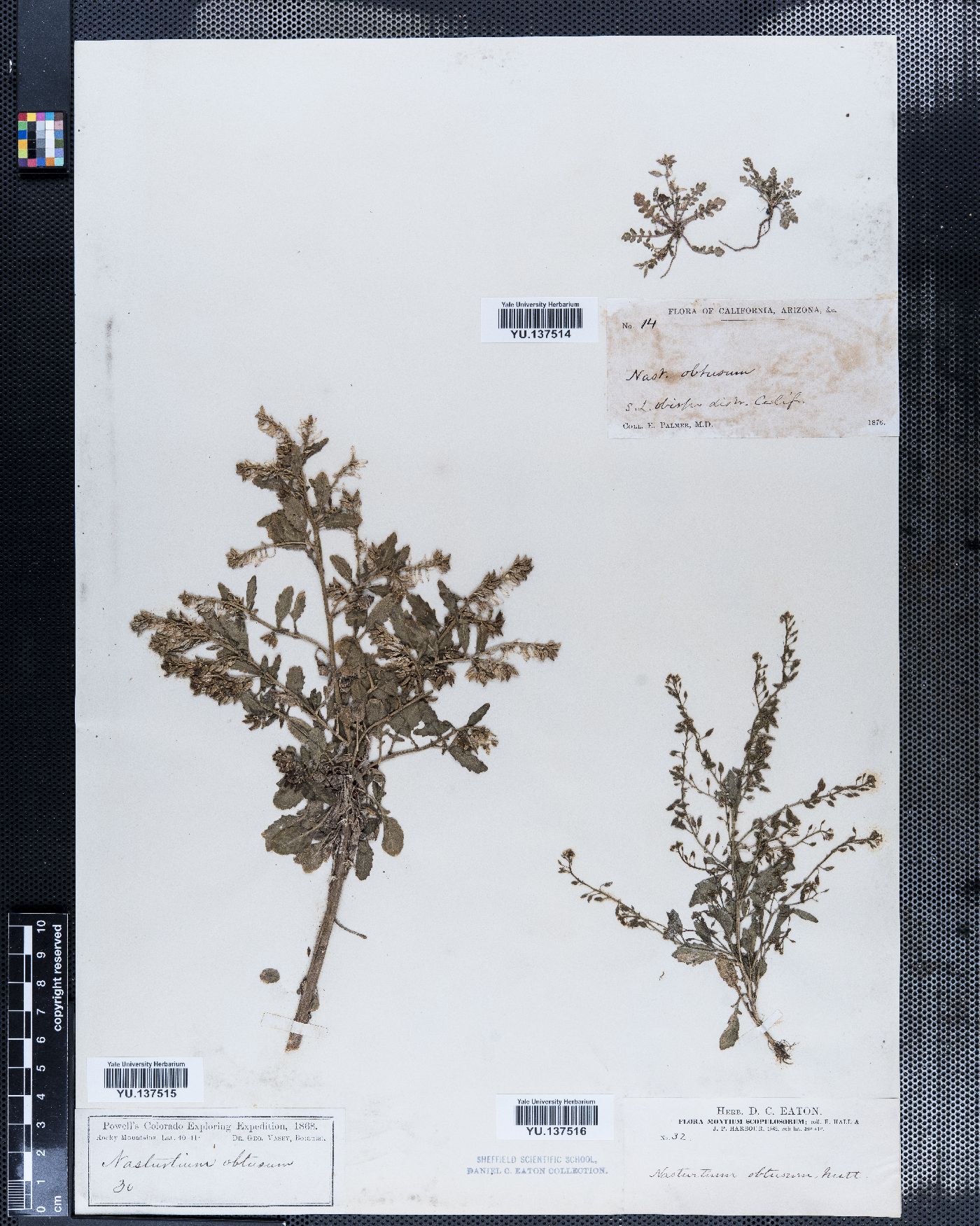 Nasturtium obtusum image