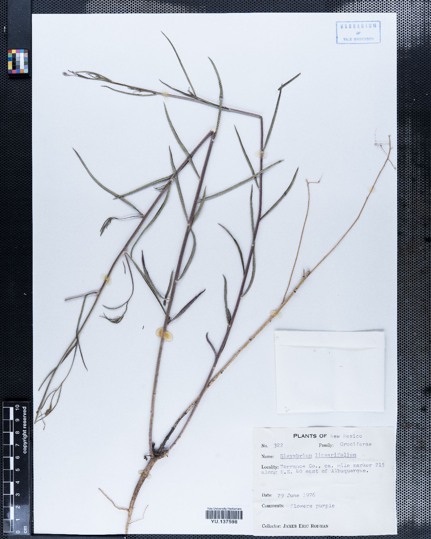 Schoenocrambe linearifolia image