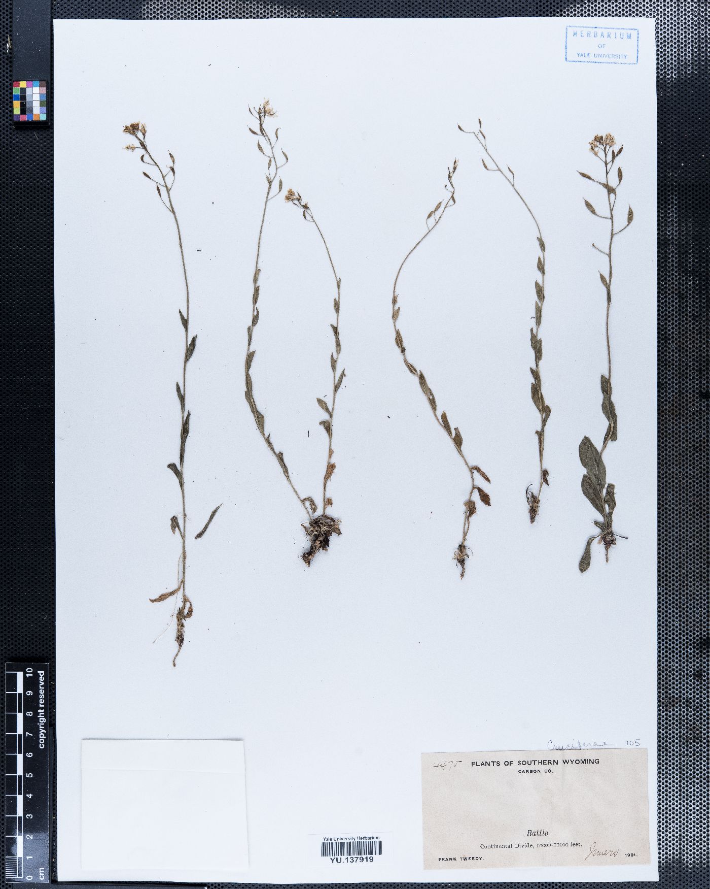 Draba spectabilis var. spectabilis image