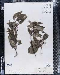 Cornus pubescens image