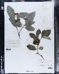 Cornus pubescens image