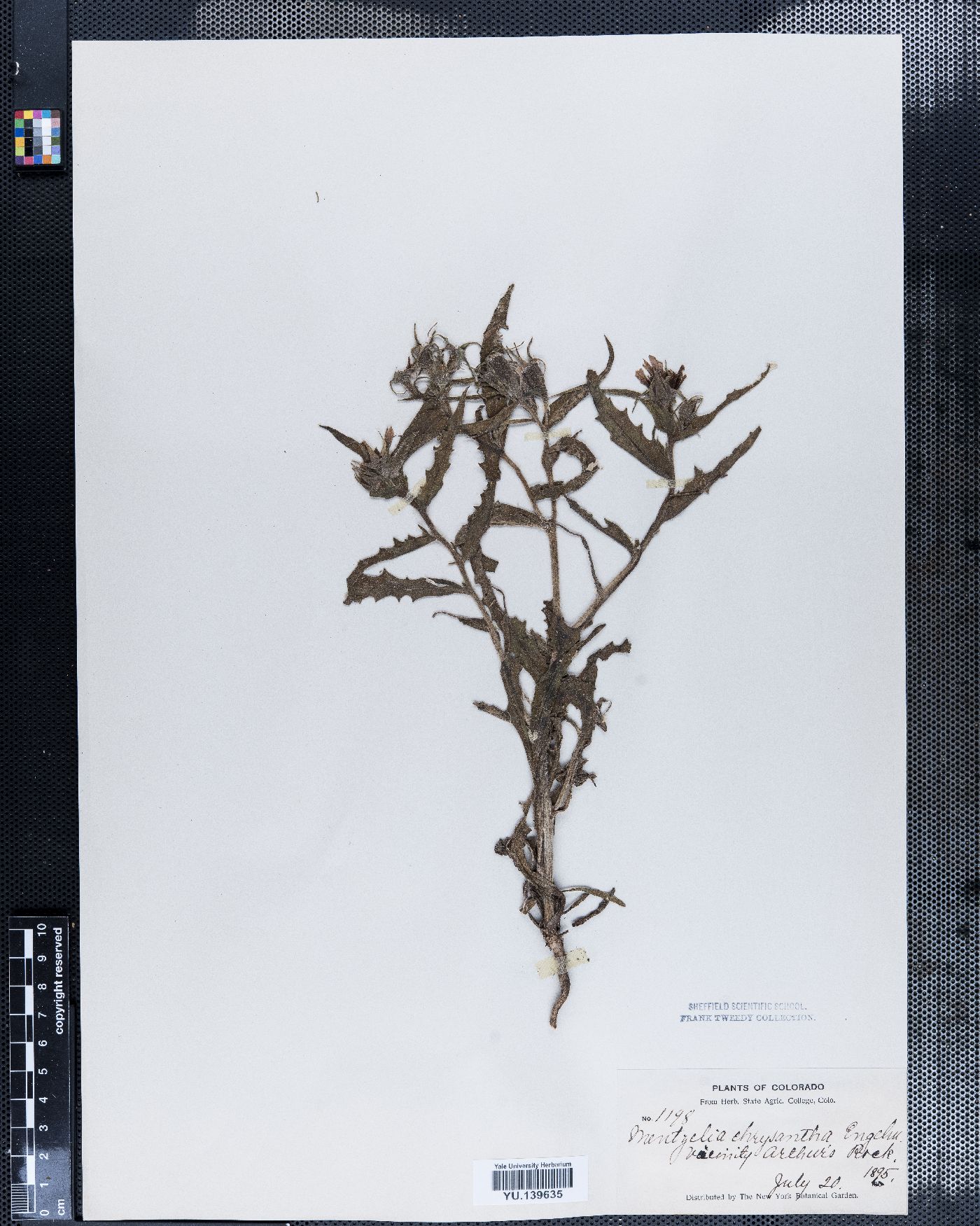 Mentzelia chrysantha image
