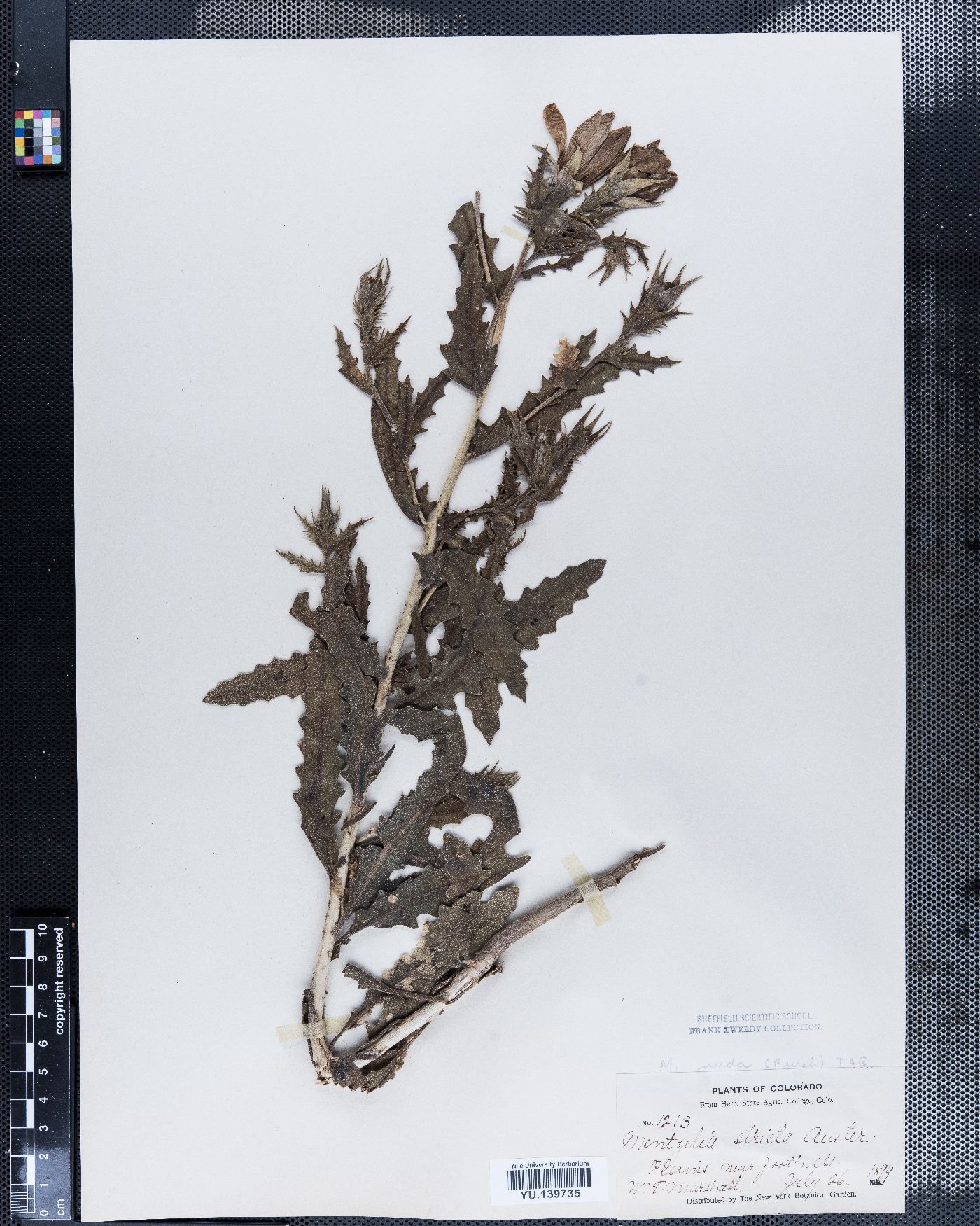 Mentzelia nuda var. stricta image