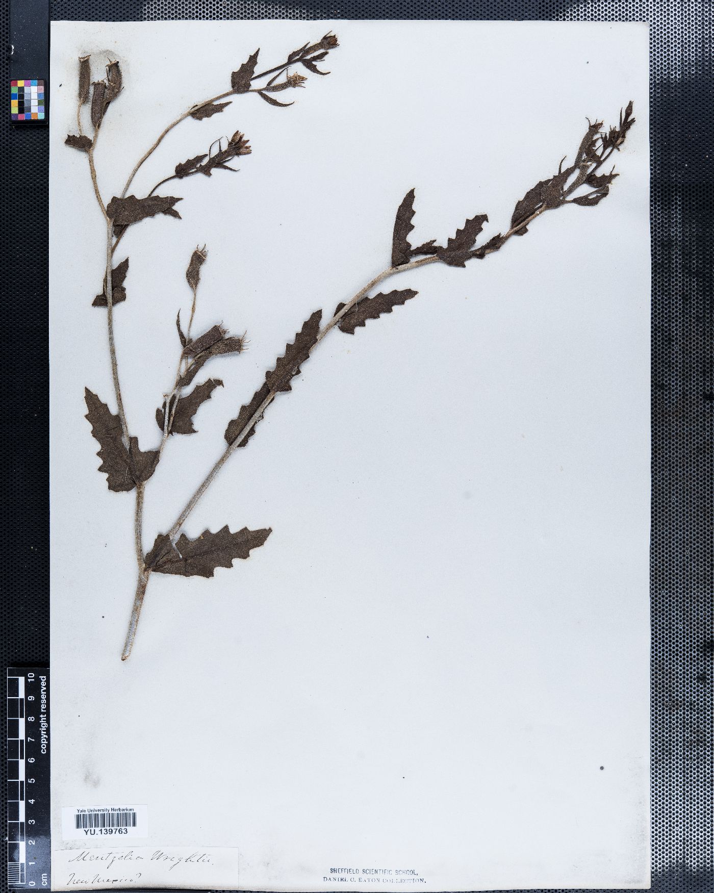 Nuttallia wrightii image