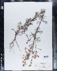 Image of Gilia scariosa