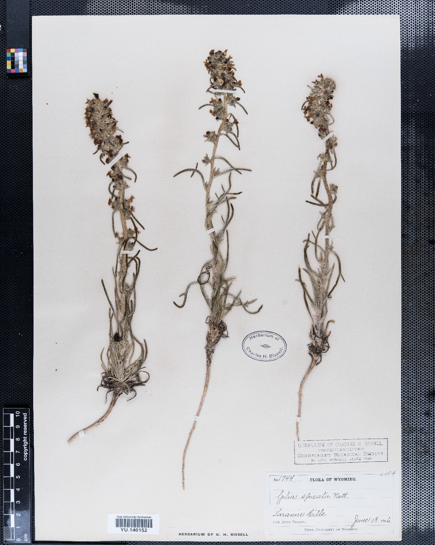 Gilia spicata image