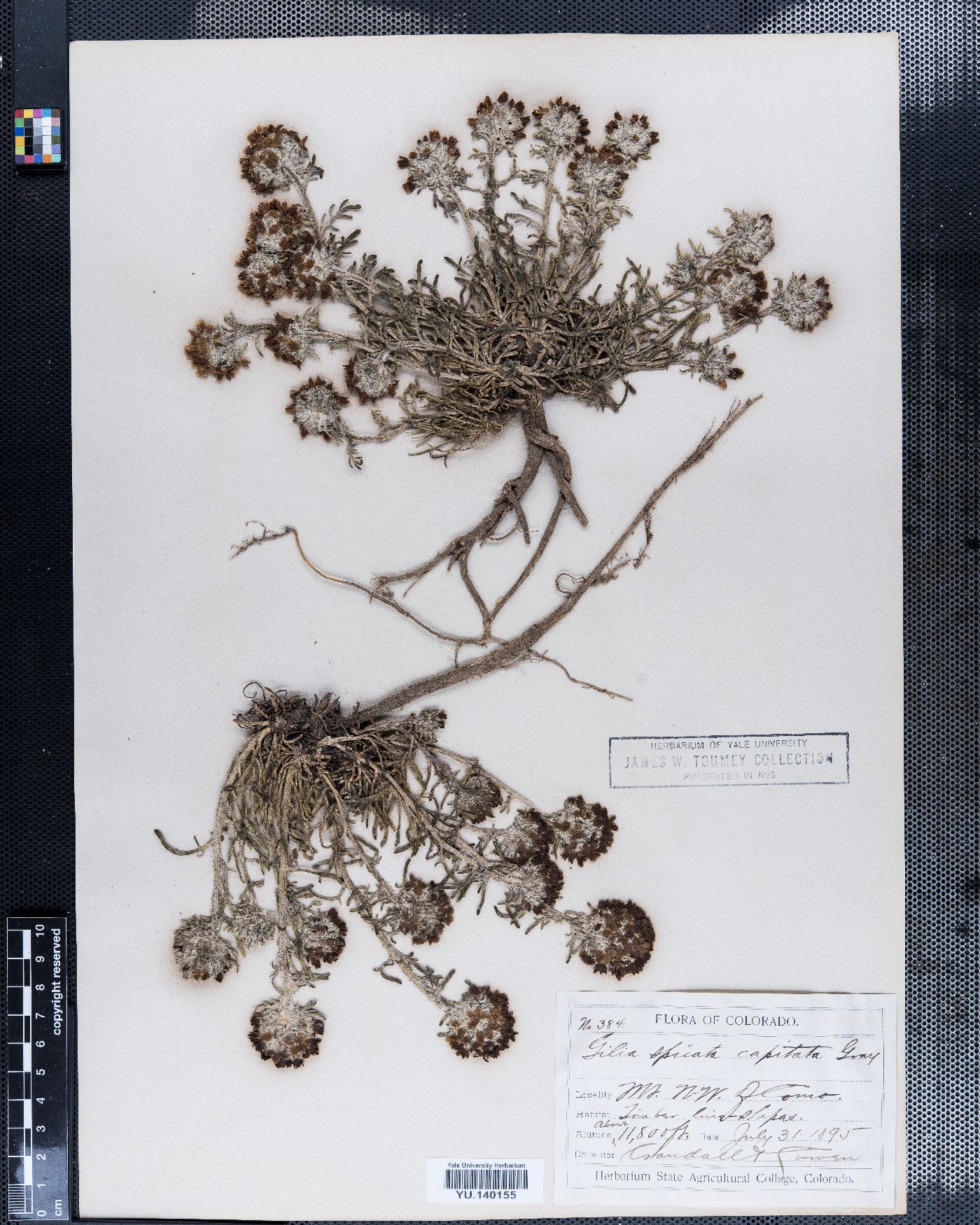 Gilia spicata image