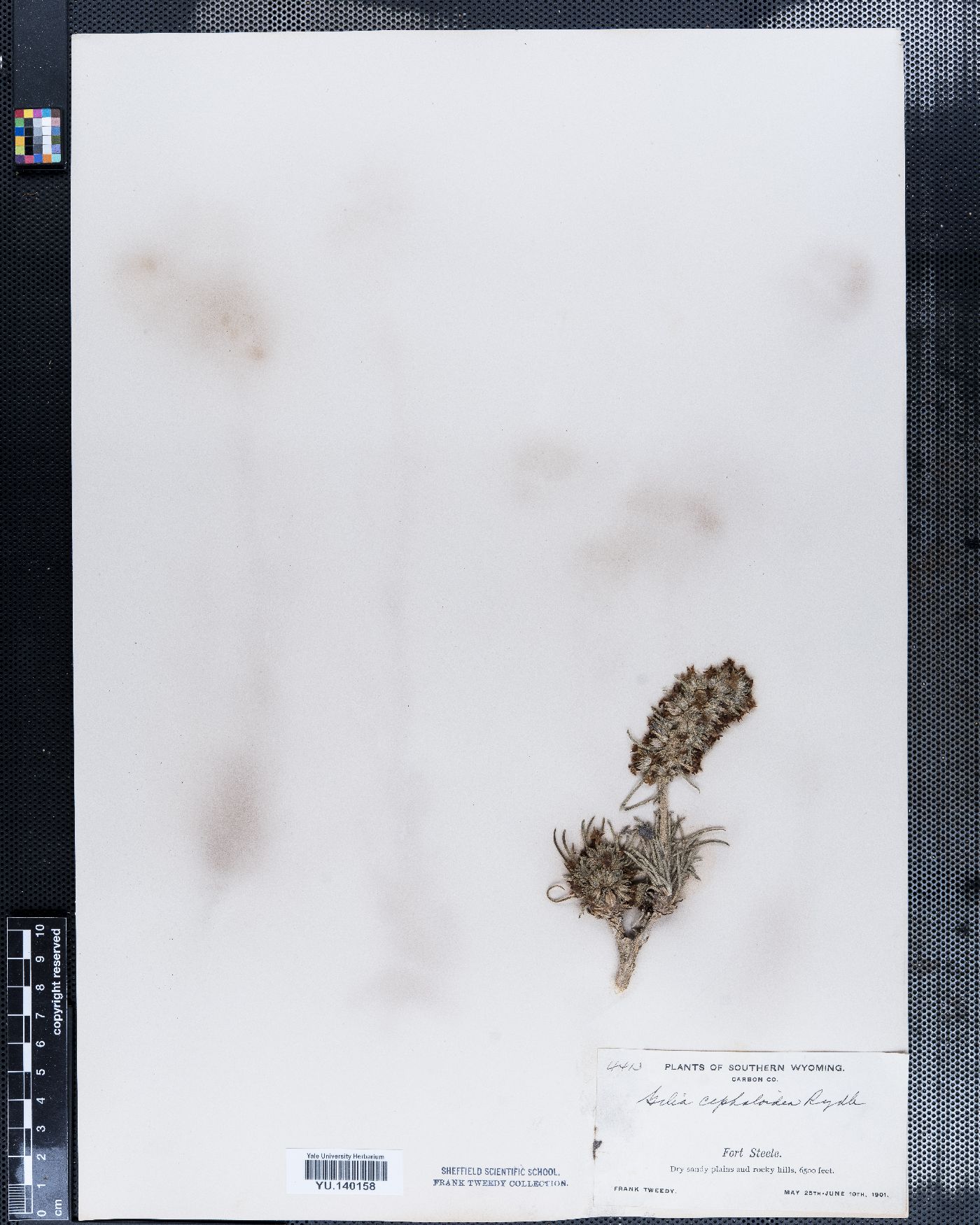 Gilia cephaloidea image