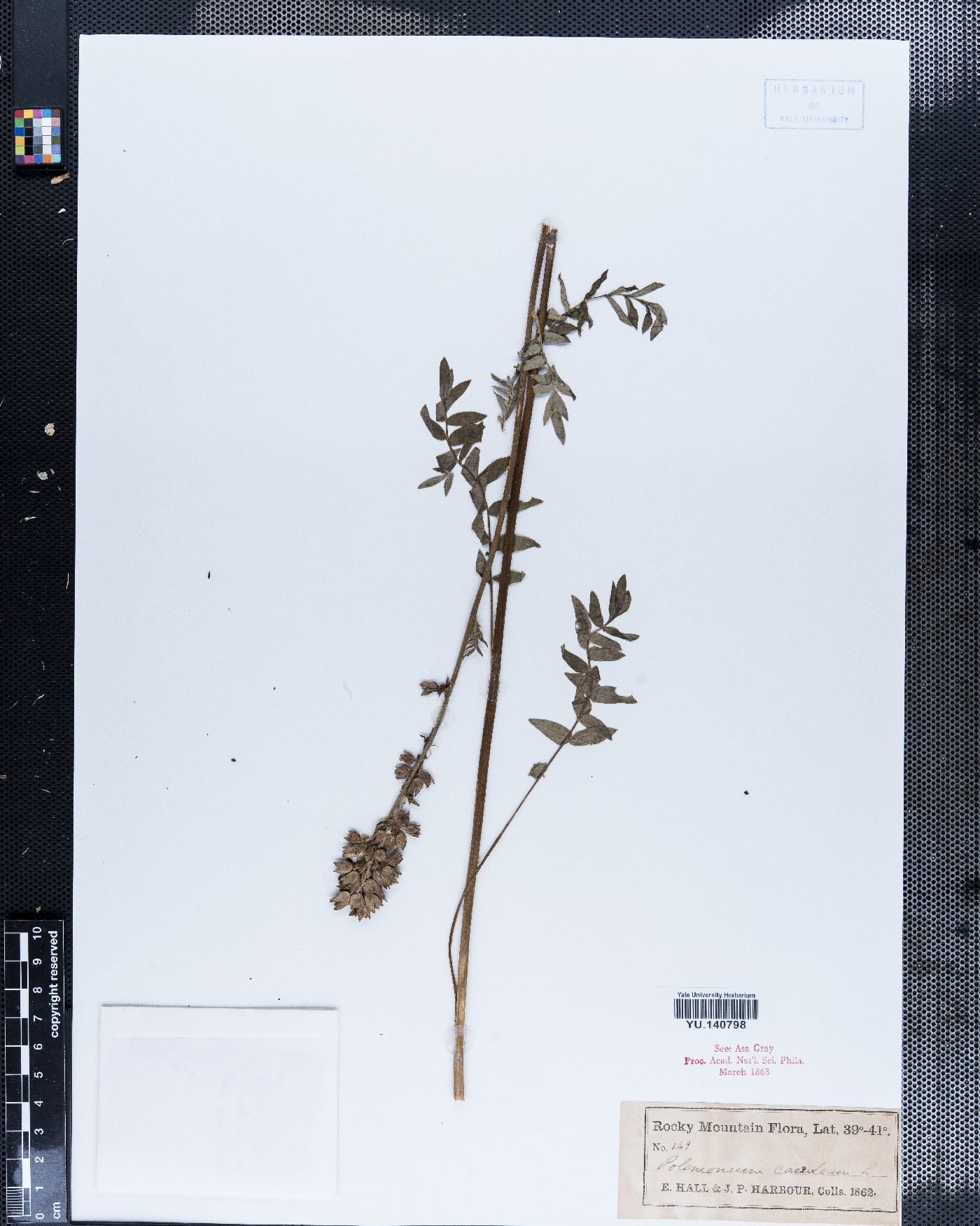 Polemonium caeruleum image