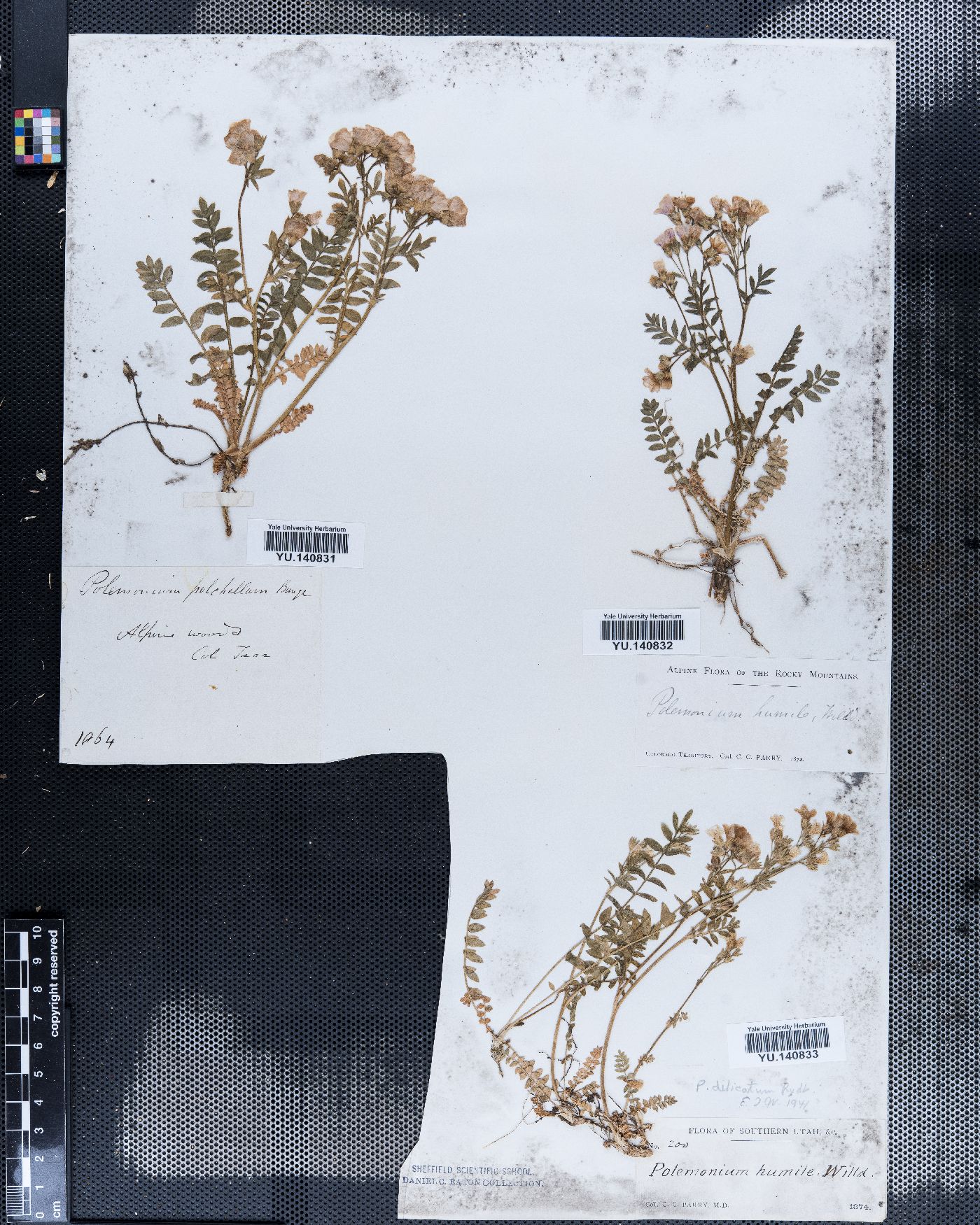 Polemonium humile image