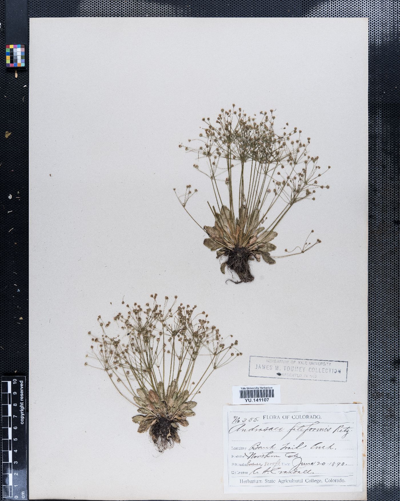 Androsace filiformis image