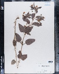 Lysimachia ciliata image