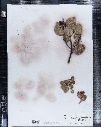 Arctostaphylos pungens image