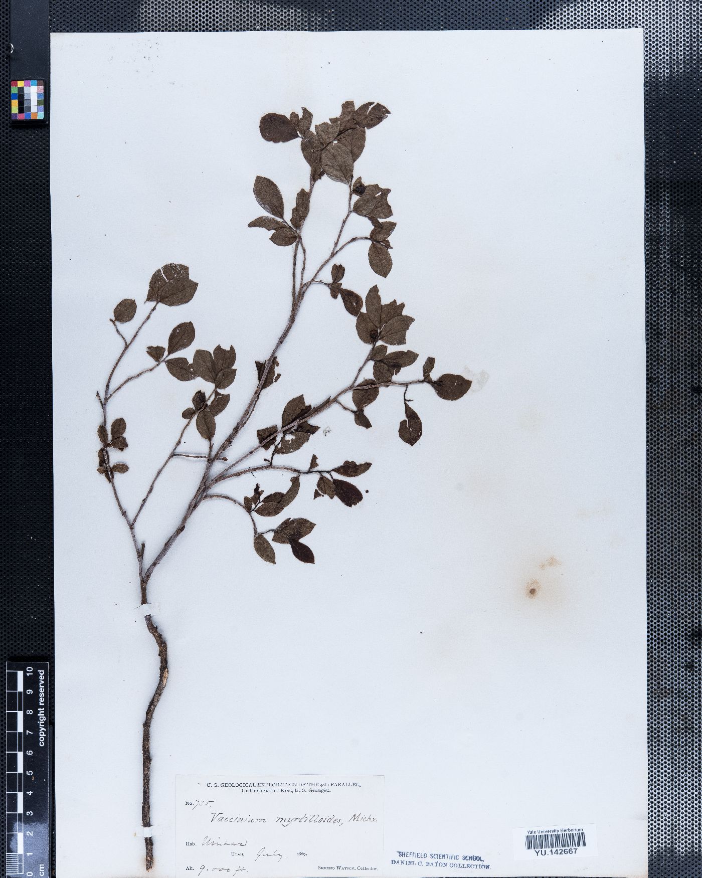 Vaccinium myrtilloides image