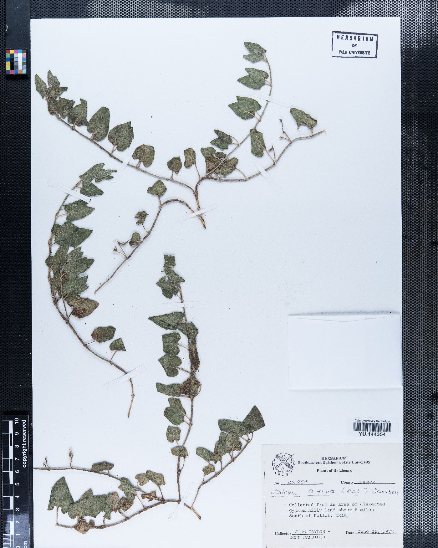 Matelea parviflora image