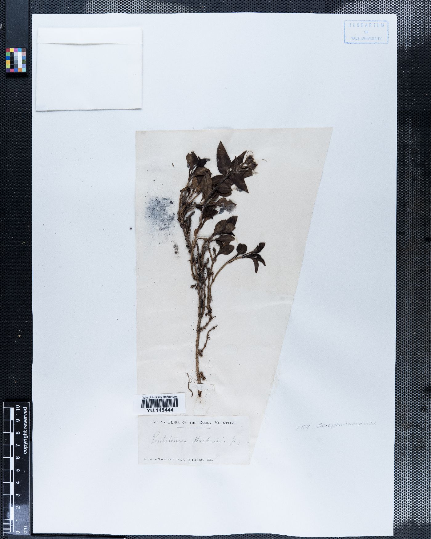 Penstemon harbourii image
