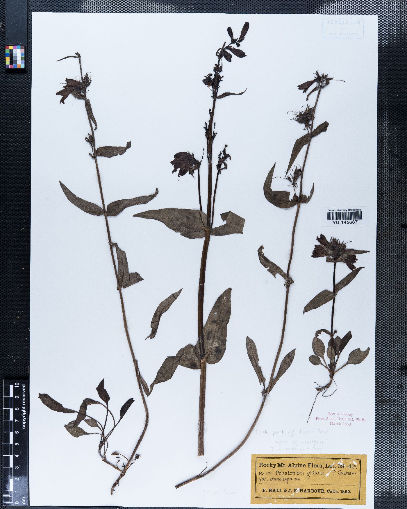 Penstemon stenosepalus image