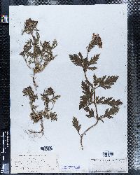 Verbena aubletia image