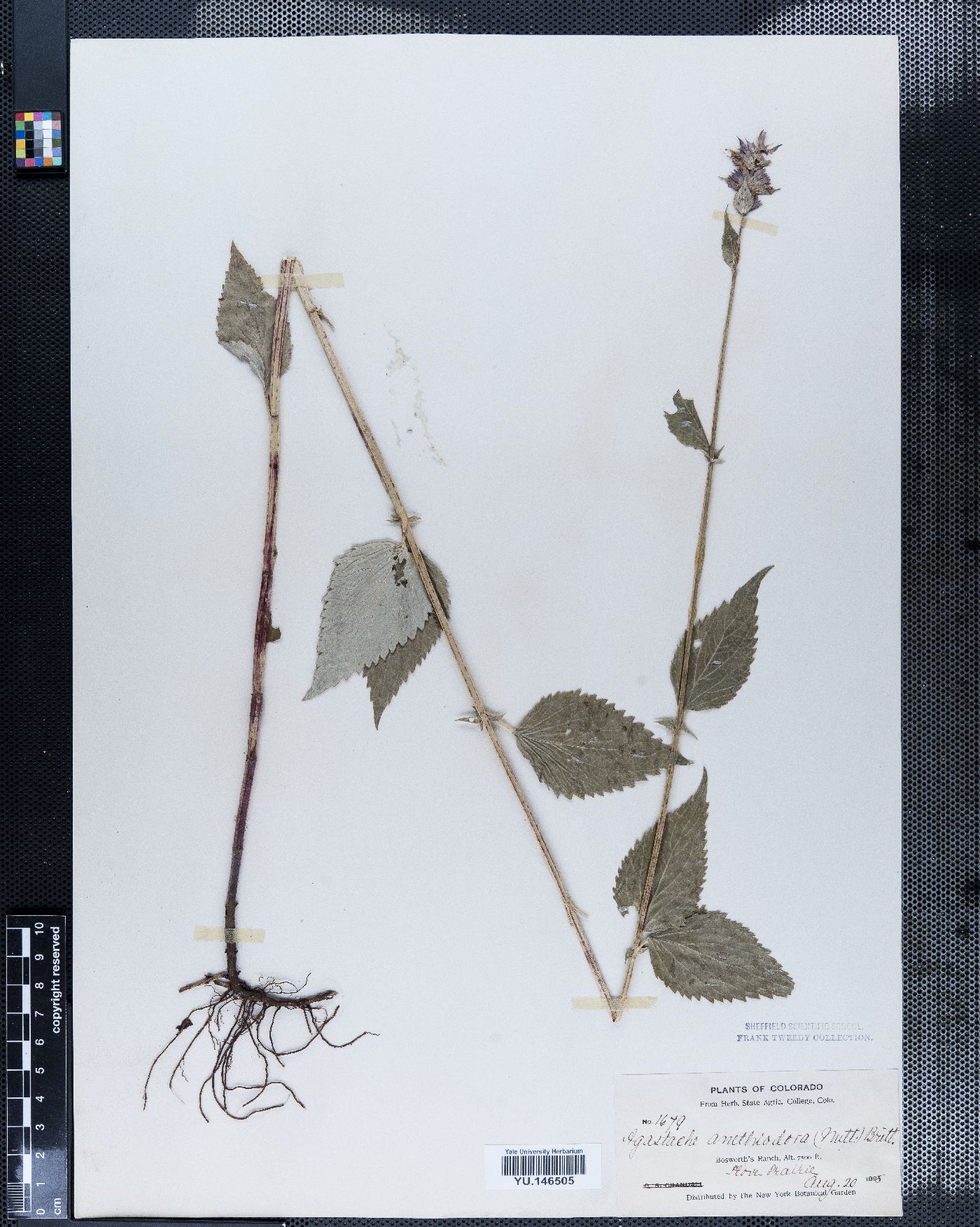 Agastache anethiodora image