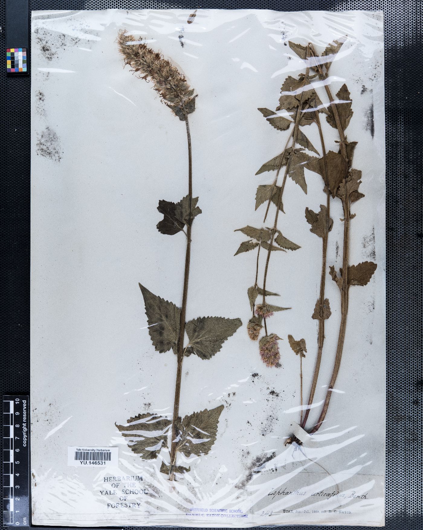 Lophanthus urticifolius image