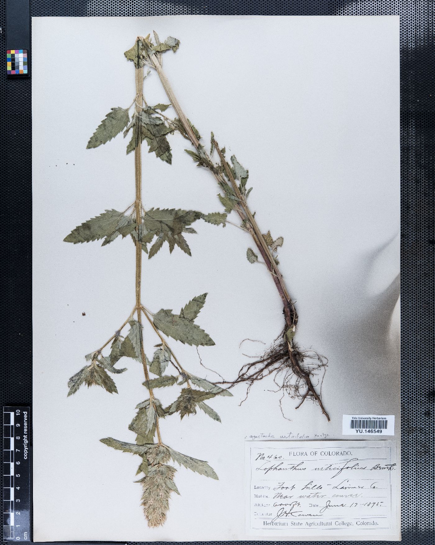 Agastache urticifolia image