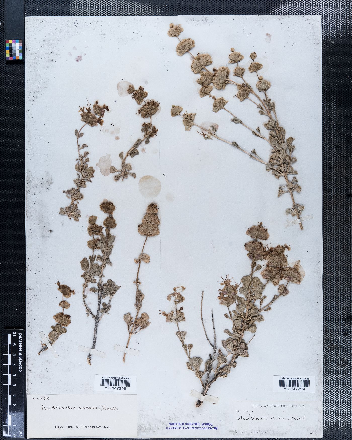 Salvia dorrii var. incana image