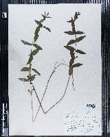 Scutellaria galericulata image