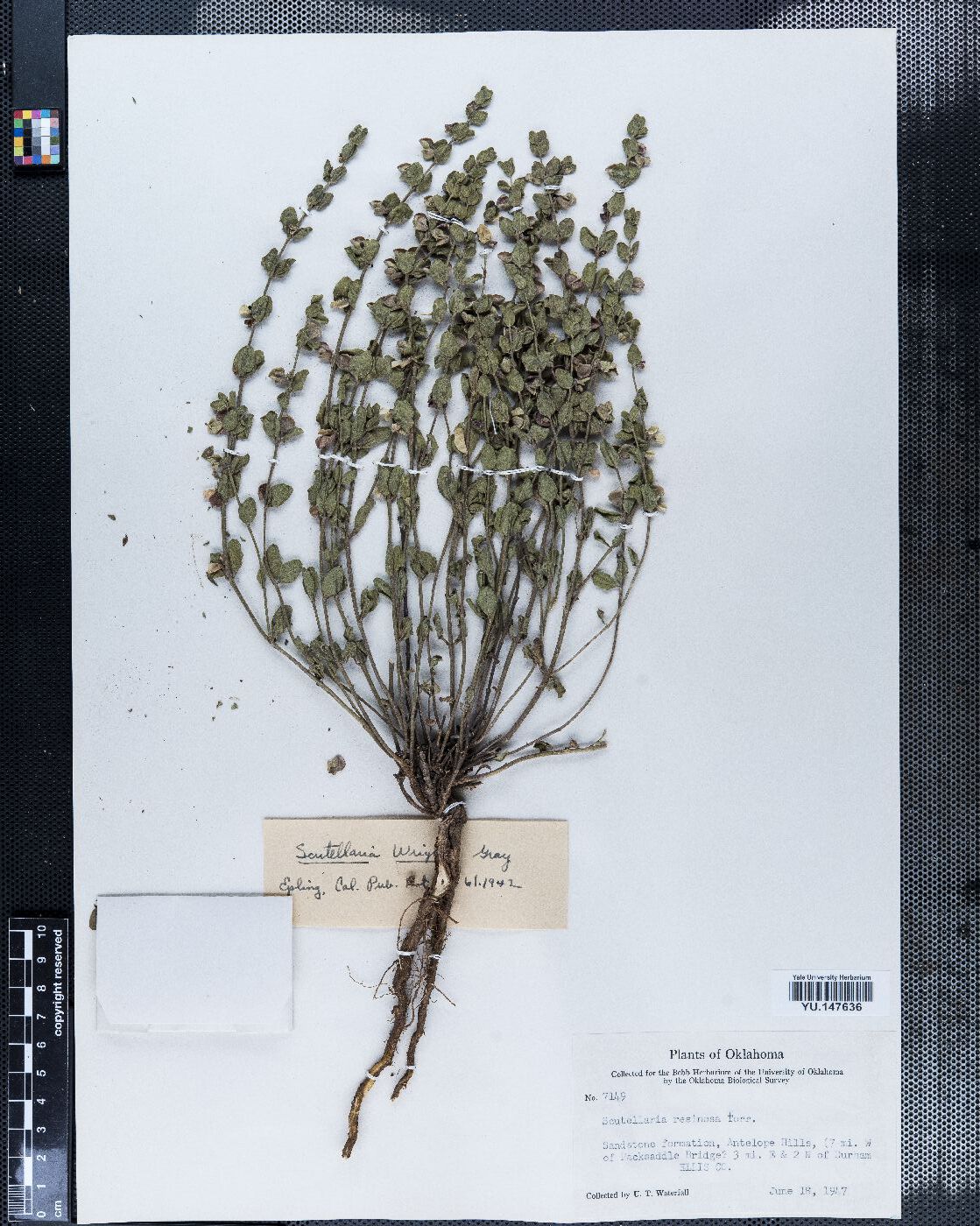 Scutellaria wrightii image