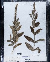 Teucrium canadense image