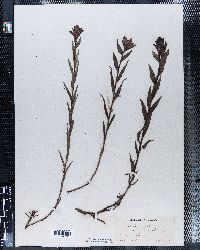 Castilleja septentrionalis image