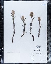 Castilleja septentrionalis image