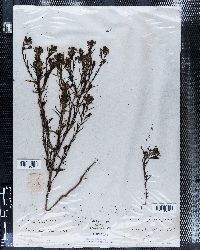 Orthocarpus tolmiei image