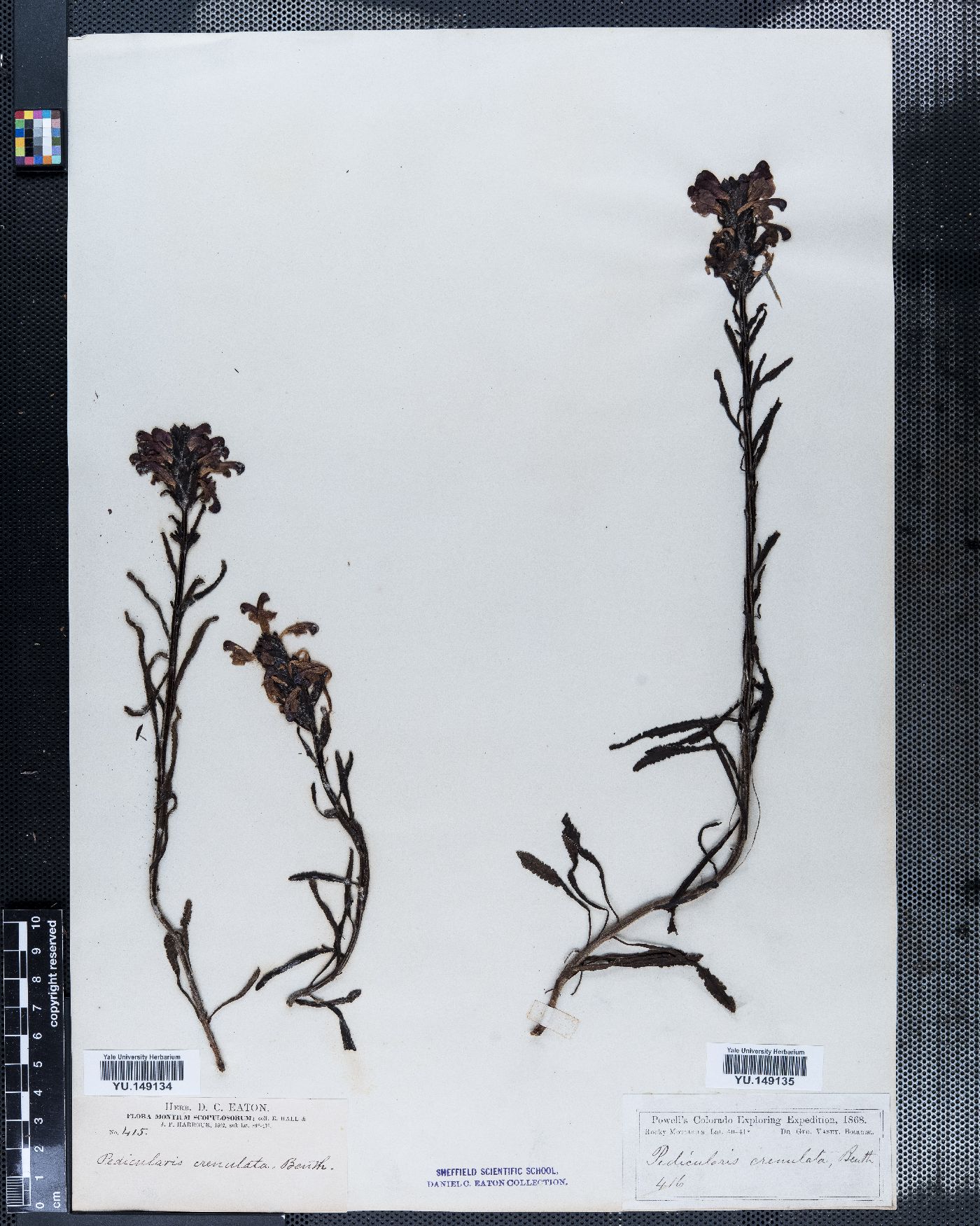 Pedicularis crenulata image