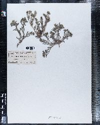 Eritrichium crassisepalum image
