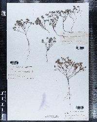 Eritrichium micranthum image