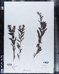 Lithospermum hirtum image