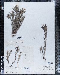 Macromeria longiflora image