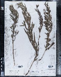 Lithospermum pilosum image