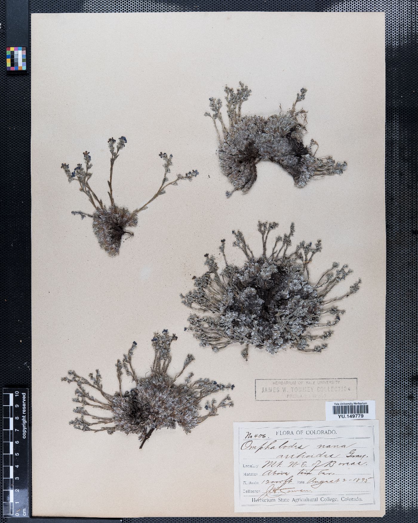 Eritrichium nanum subsp. nanum image