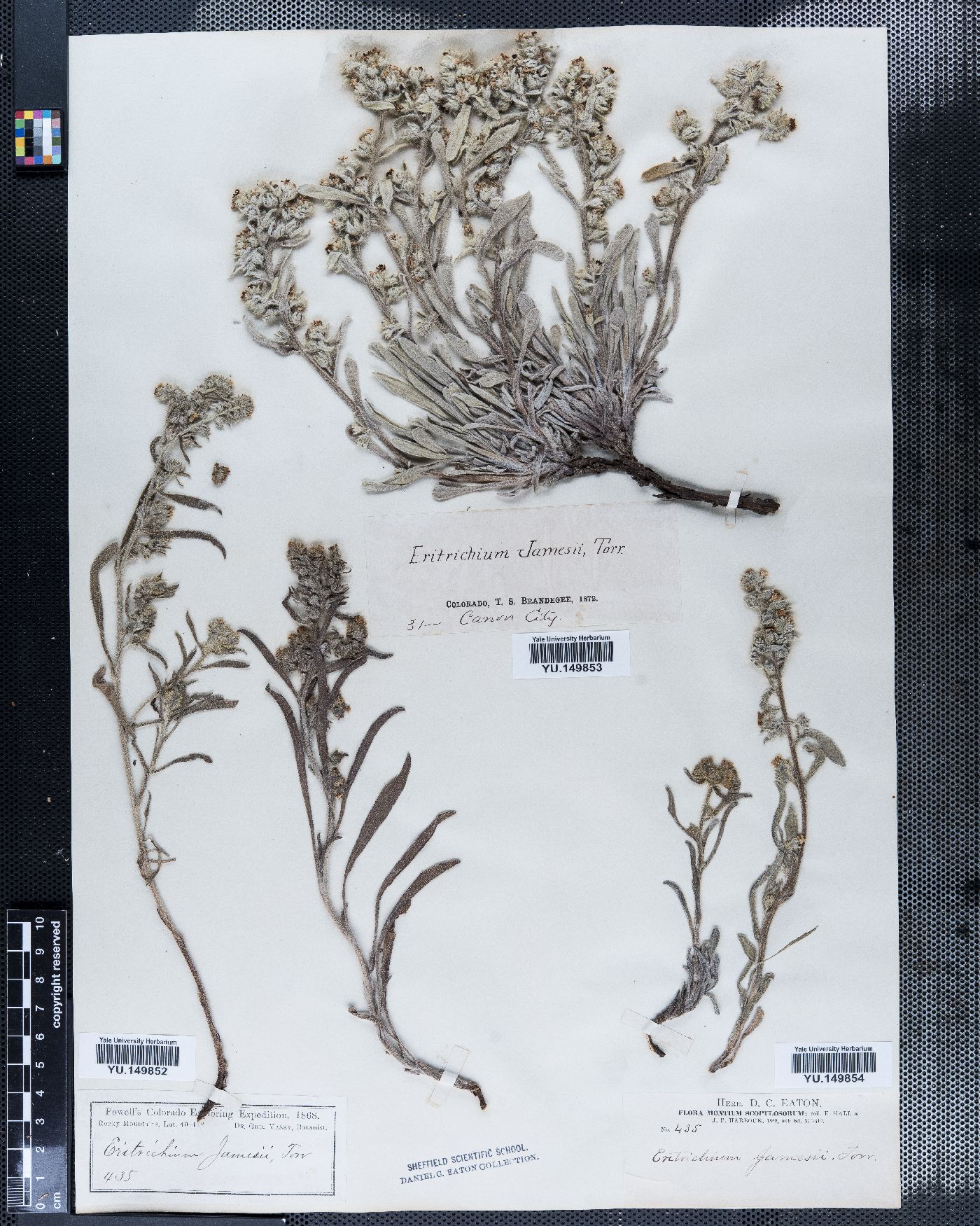 Hemisphaerocarya suffruticosa image