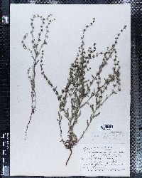 Echinospermum redowskii image
