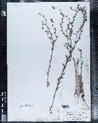 Echinospermum redowskii image