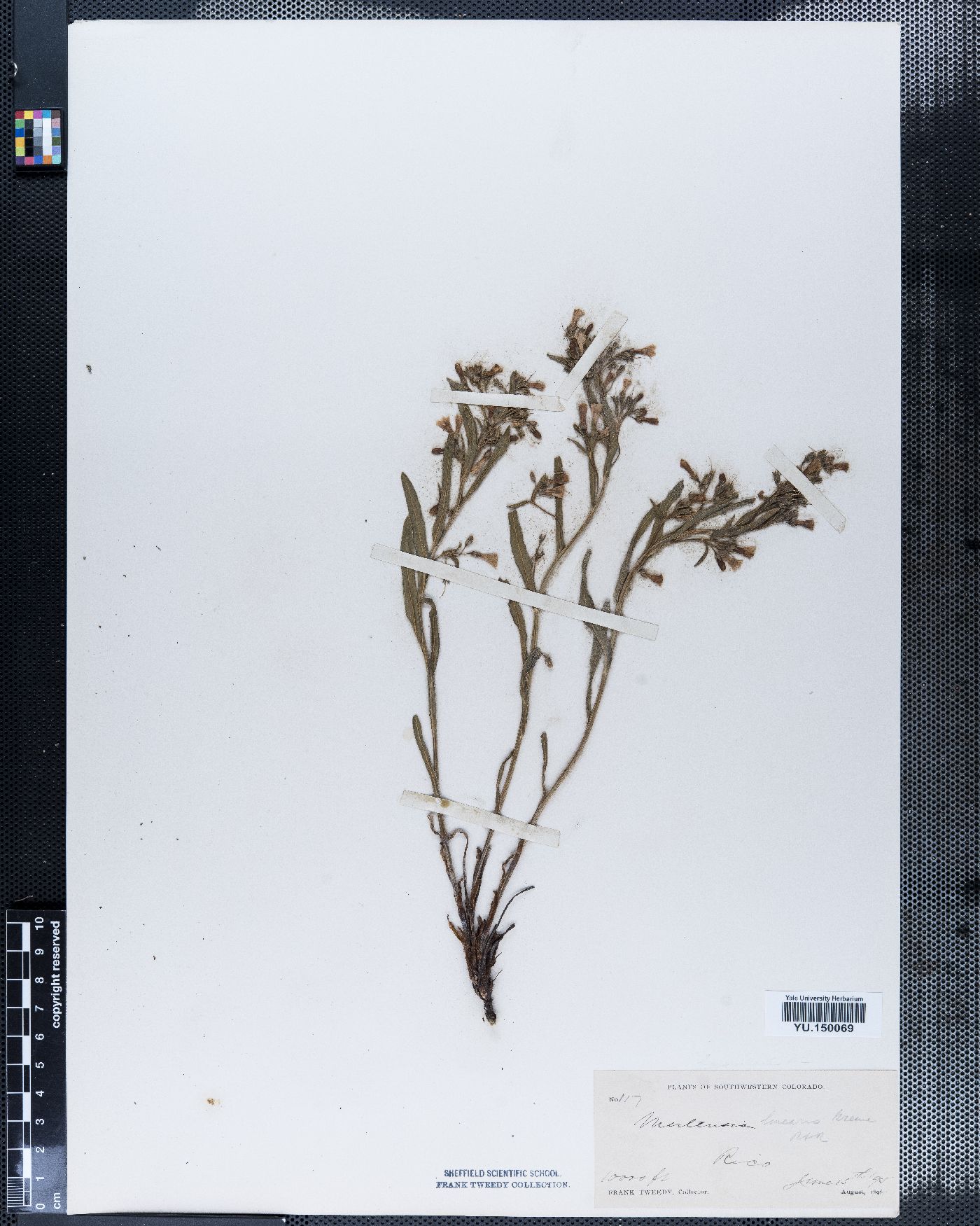 Mertensia linearis image