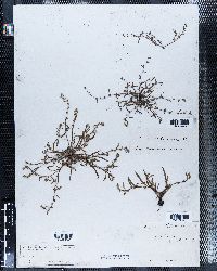 Eritrichium californicum image